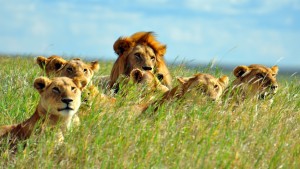 A pride of lions soaking up the mid-day sun. Serengeti National Park, Tanzania